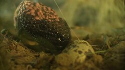 A Gila monster steals an egg from a nest. Stock Footage