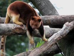 Goodfellow's tree-kangaroo Stock Footage