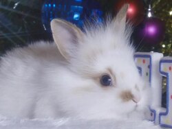 bunny - the symbol of 2011 Stock Footage