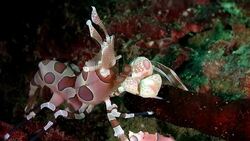 Harlequin shrimp is eating a sea star in close-up Stock Footage