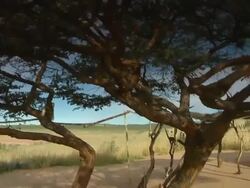 MS PAN Shot of Bush people sitting around fire, Boesmanland / North West Province, South Africa Stock Footage