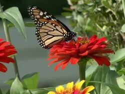 Black butterfly on an orange flower Stock Footage