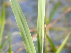 Dragonfly sitting on reed, swamp area Stock Footage