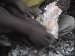 Public info campaign launches, chickens on sale at market News Clip