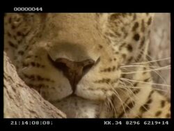 Leopard, Panthera pardus,  face, turns away from camera, CU, Botswana Stock Footage