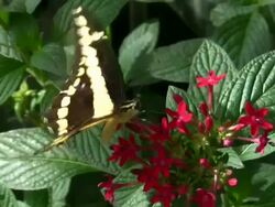 Thoas Swallowtail Stock Footage