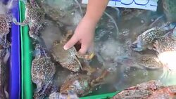 Blue swimming crabs on the market Stock Footage