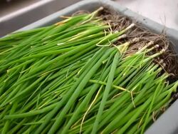 CU SLO MO POV Shot of fresh green onions from organic farm / Chatham, Michigan, United States Stock Footage