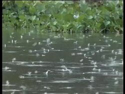 Large group of termites hatching on river water, flying about, water hyacinth leaves in background, India Stock Footage