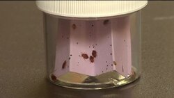 North America's bedbug summit opened in Chicago on Tuesday. The bugs have been making a comeback in the U.S. and getting rid of them has become a multi-million dollar industry. Instructional Video