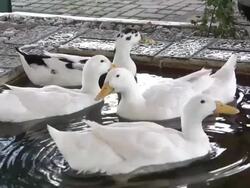 White Ducks Swimming in the Water Stock Footage