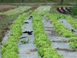 MS Field of lactuca sativa var. crispa, green salad bowl / Serrig, Rhineland-Palatinate, Germany Stock Footage