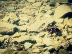 HD - Frogs Fighting Stock Footage