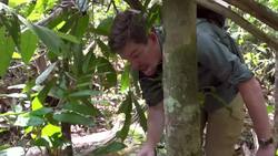 Why Do More Species Live Near The Equator? Instructional Video