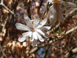 Star magnolia Stock Footage