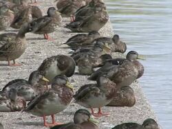MS View of ducks / Remich, Mosel-Valley, Luxembourg Stock Footage