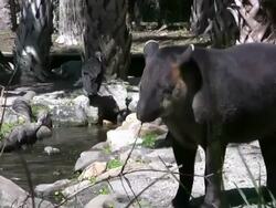 Tapir Chewing on a Stick Stock Footage