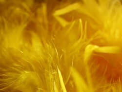 Feathers HD1080, NTSC, PAL Stock Footage