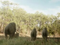 Medium Long Shot hand-held push-in push-out - A mastodon turns away from its herd in a computer-generated animation. / Los Angeles, California, USA Stock Footage