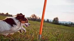 SLO MO TS Papillon running a weave pole agility course Stock Footage