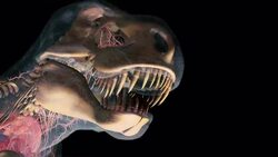 A computer animation illustrates the jaws of a T-Rex as it pursues a triceratops through a forest. Stock Footage