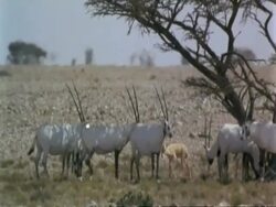 MS Arabian Oryx, Oryx leucoryx, herd in shade of tree in heat haze, Jiddat al Harasis desert, Oman Stock Footage