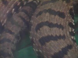 Panoramic on a snake Stock Footage