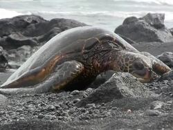 Green sea turtles in Black beach, Hawaii Stock Footage