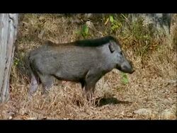 Wild boar (Sus scrofa) runs off, Nagarahole, Southern India Stock Footage