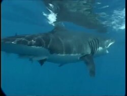 MS Diver in cage photographing Great White shark being baited, Guadalupe Island, Pacific Ocean Stock Footage
