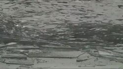 Nearly 200 eagles are spending the winter at a power plant along the shore of Lake Erie in Michigan. The birds are drawn to the factory's warm water discharge that's teeming with tasty fish as well as the seclusion of the wooded area nearby. (Feb. 19) News Clip