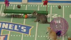 Behind-the-scenes of the taping of next year's Kitten Bowl Instructional Video