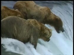 MCU 3 Brown Bears standing at top of rapids, 1 catches leaping salmon, Arctic circle Stock Footage