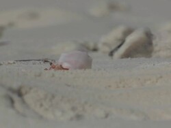 MS PAN View of Hermit Crab Searching for Food / Keeling, Shire of Cocos, Australia Stock Footage