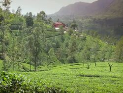 WS Tea factory is perched in scenic valley above tea plantation / Nuwara Eliya, Central Province, Sri Lanka Stock Footage