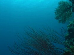 Whip Coral, Palau, South Pacific  Stock Footage