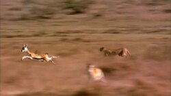 Cheetahs run down a herd of gazelles and finally kill one. Stock Footage