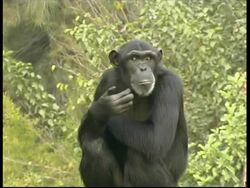 Chimpanzee, Pan troglodyte, sitting looking around, scratching chin. CU, Israel Stock Footage