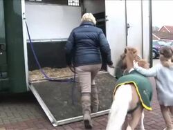 Real-Life My Little Pony Stock Footage