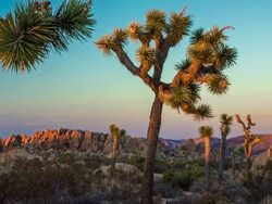 Joshua Tree Stock Footage