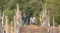 VOICED : Chile's cold south makes wine in warming climate News Clip
