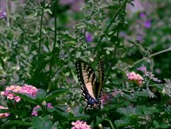 CU SLO MO Eastern Swallowtail butterfly on pink flower, flying away  / Morristown, New Jersey, USA Stock Footage