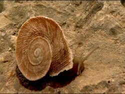 Land Snail (Iberus gualtieranus) crawling over rock, Andalusia, Southern Spain Stock Footage