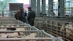 Sheep for sale in a livestock market News Clip
