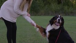 Learning New Tricks in Obedience Training Stock Footage