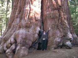 HD: Giant Sequoia Stock Footage