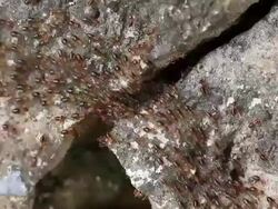 Termites are walking on the ground Stock Footage