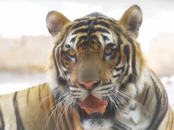 Siberian Tiger Stock Footage
