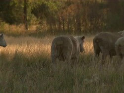 Close up of some sheep moving around in the field. Stock Footage