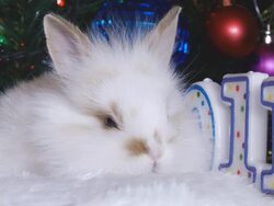 rabbit as a symbol of 2011 Stock Footage